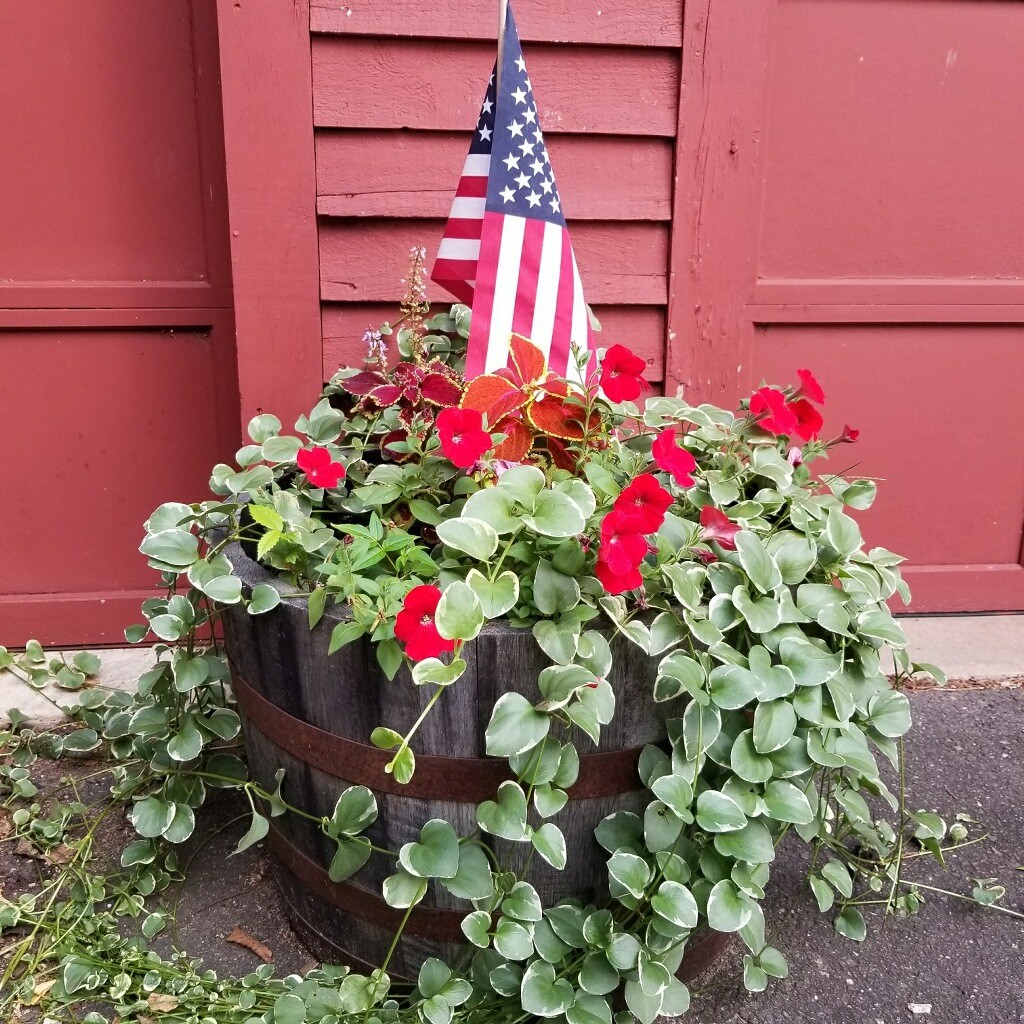 53 Gal Horizontally Cut Half Barrel Dewey's Barrels in Windsor
